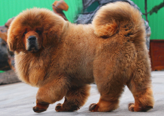 藏獒论坛，探寻中国高原犬种的独特魅力与文化交流藏獒帖吧