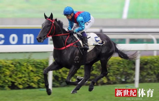 2018年香港马会资料大全，赛场风云与文化盛宴的深度解析