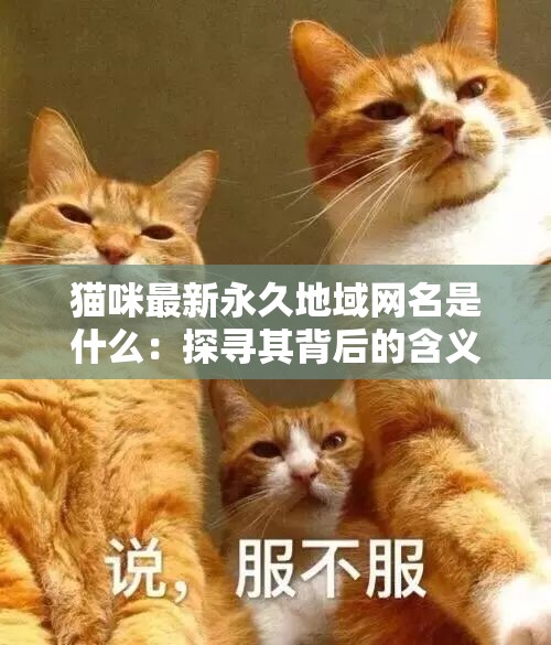 探索BYTV跳转接口，便捷的网页访问新体验猫咪最新永久地域网名是什么