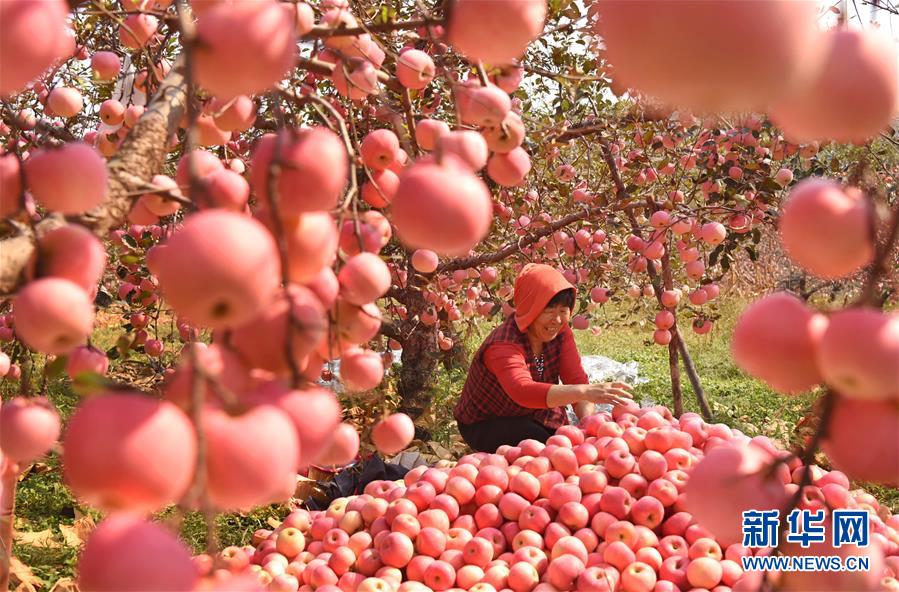 孟津区，苹果丰收采摘忙—金秋里的甜蜜盛宴孟津苹果园在哪里