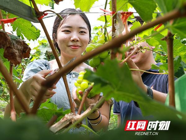 采摘网官网，连接自然与生活的绿色桥梁采摘网论坛