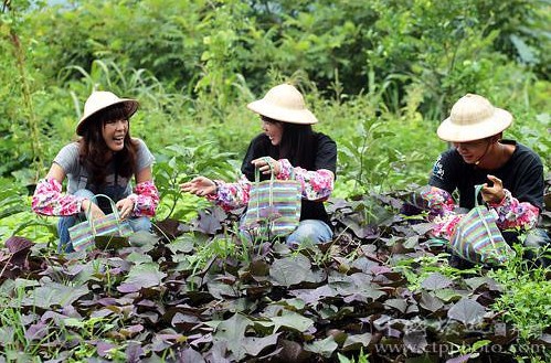 采摘网，专业提供三胆，让您的选择更精准采摘网牛彩预测